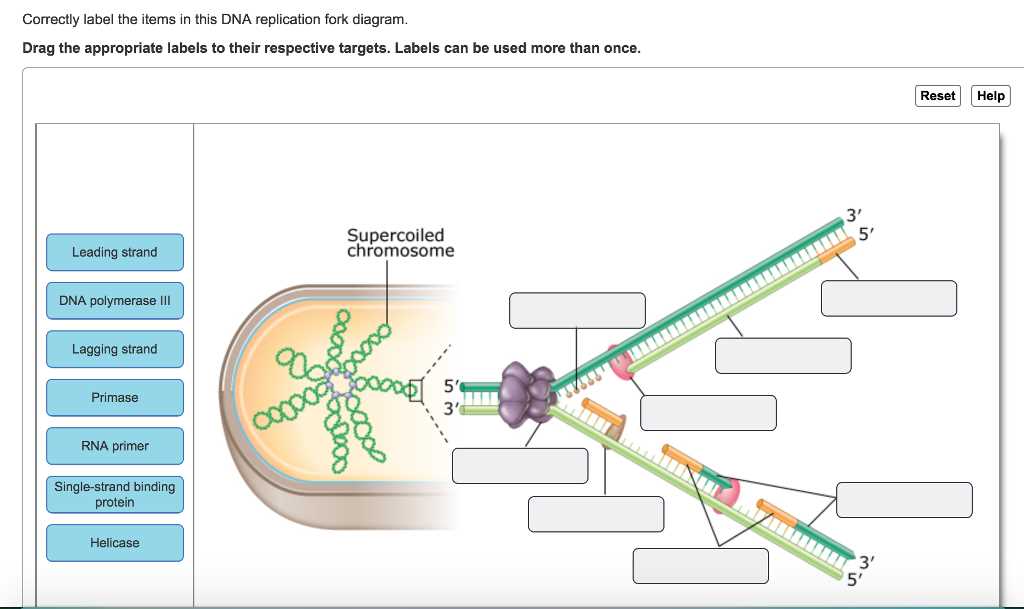 Understanding The Process Of DNA Replication Labeled Diagram